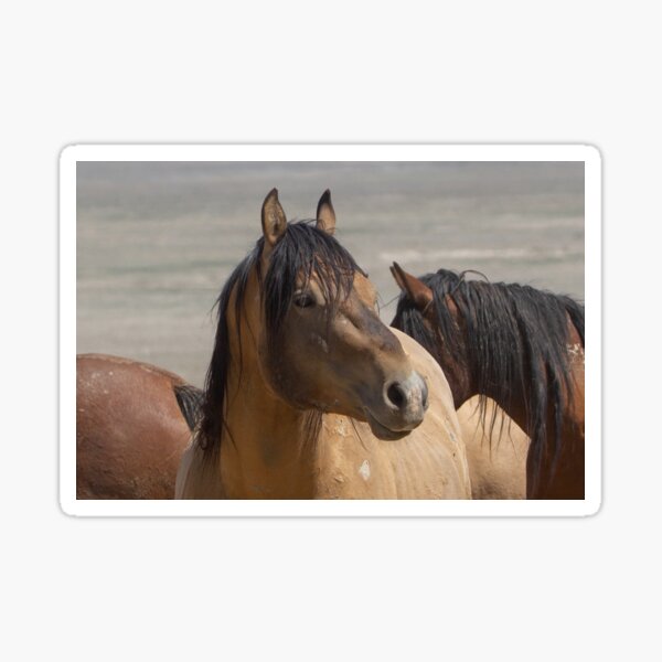 Buckskin in the Sun Sticker