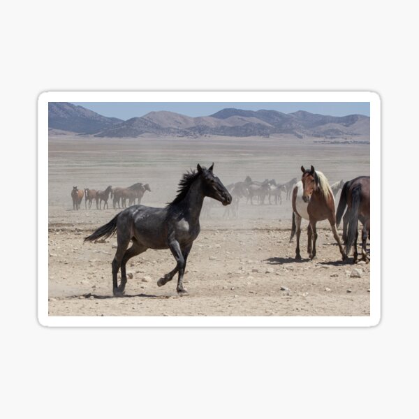 Young Horse in Onaqui Sticker