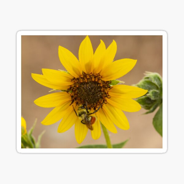 Bee a Sunflower Sticker