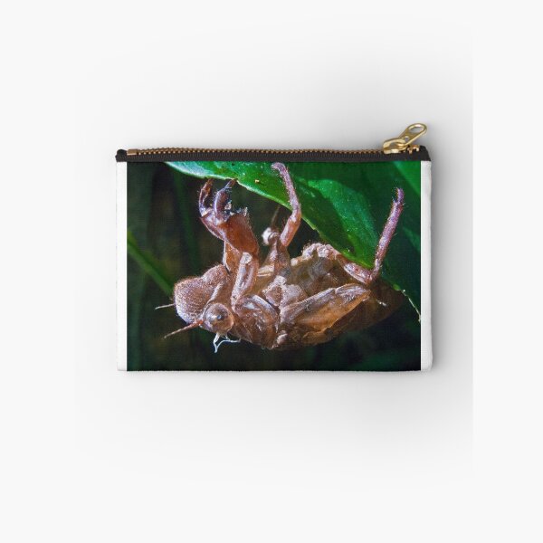 Item preview, cicada nymph husk- Costa Rica designed and sold by David Chesluk.