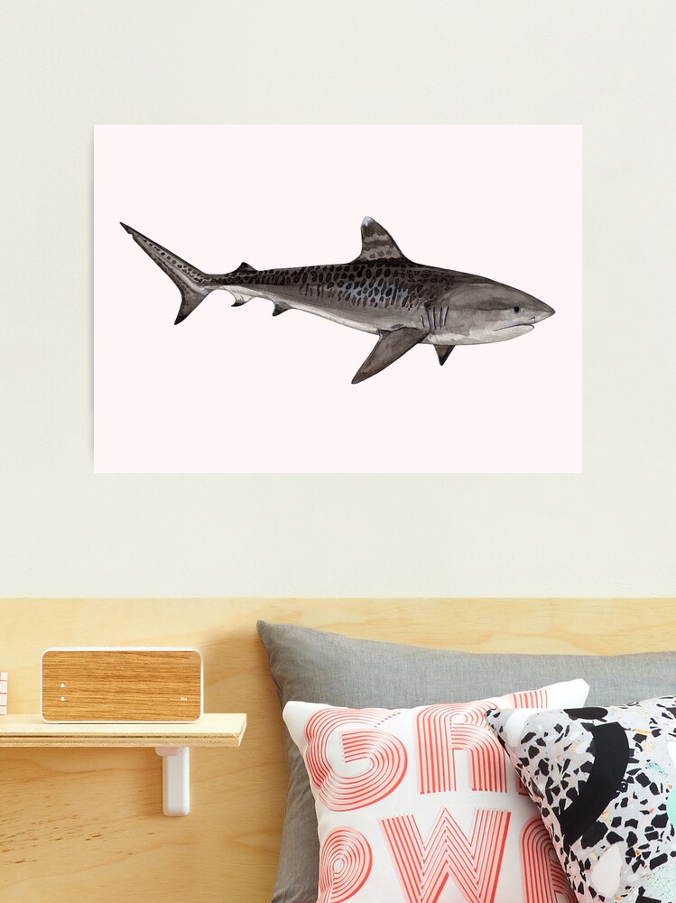 Tiger Shark Art Print – Francesca Page Collections