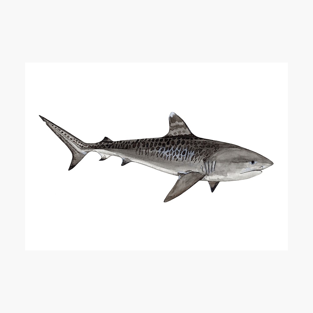 Tiger Sharks - Galeocerdo cuvier