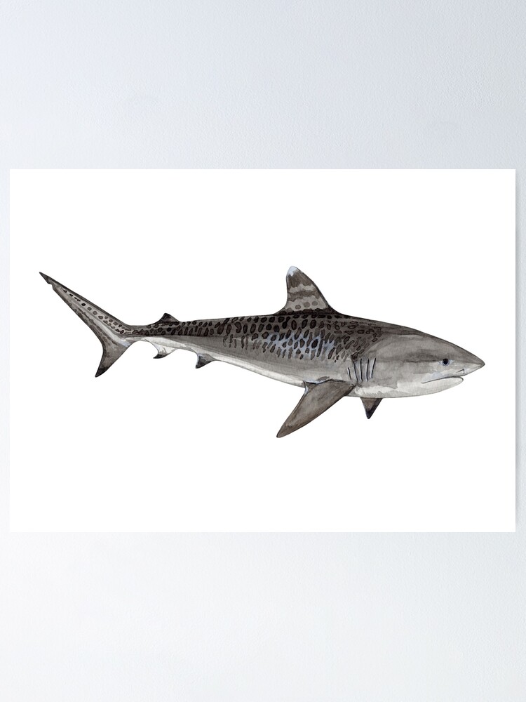 TIGER SHARK (Galeocerdo cuvier) -navy blue Poster by BEATRIZ ABAITUA