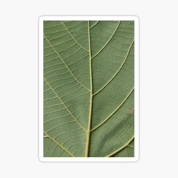 Green Leaf Sticker
