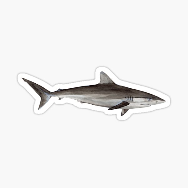Artikel-Vorschau von SEIDENER HAI - Carcharhinus falciformis, designt und verkauft von BEATRIZ ABAITUA.