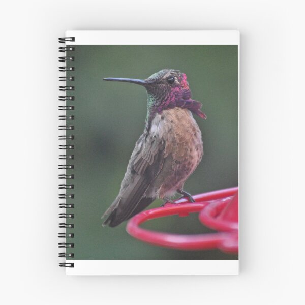 Item preview, MULTICOLORED MALE ANNA'S HUMMINGBIRD designed and sold by JAYMILO.