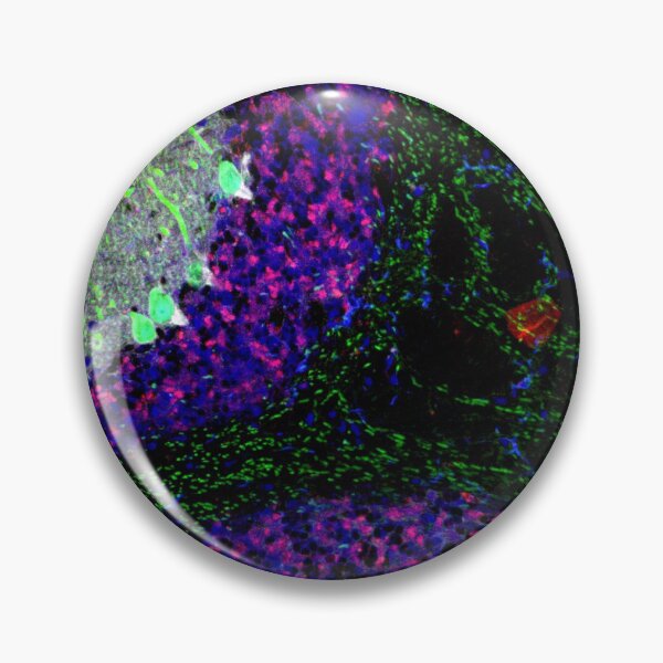Item preview, Fluorescent Brain Histology designed and sold by deltoid.