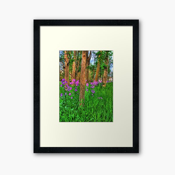 Dame's Rockets in July Framed Art Print