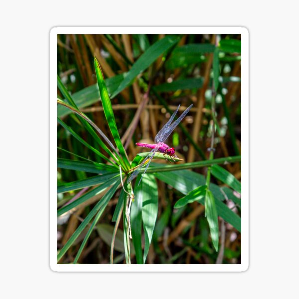 Purple Dragonfly Sticker