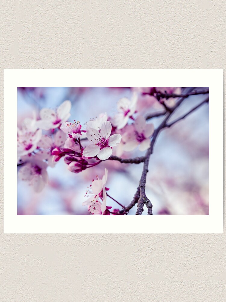 by Cherry blossoms\