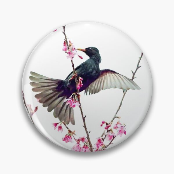 Item preview, Black short-legged bulbul (scientific name: Hypsipetes leucocephalus): It is a medium-sized bird of the class Ornithidae and Bulbulidae, with a bright red beak, orange-red designed and sold by zenger2021.