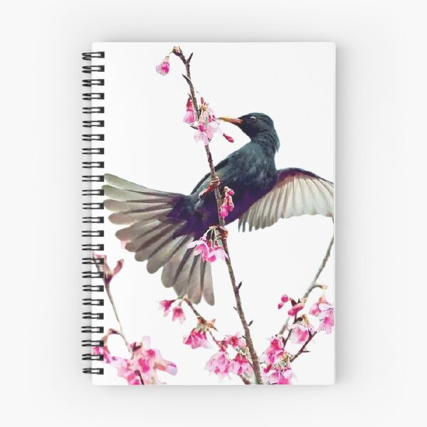 Item preview, Black short-legged bulbul (scientific name: Hypsipetes leucocephalus): It is a medium-sized bird of the class Ornithidae and Bulbulidae, with a bright red beak, orange-red designed and sold by zenger2021.