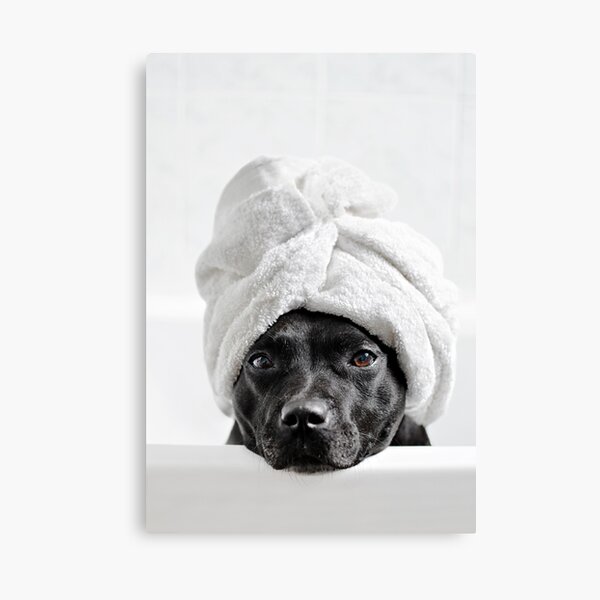 Bath Time Canvas Print