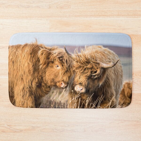 Item preview, Windswept Highland Cows designed and sold by Jane Stanley Photography.