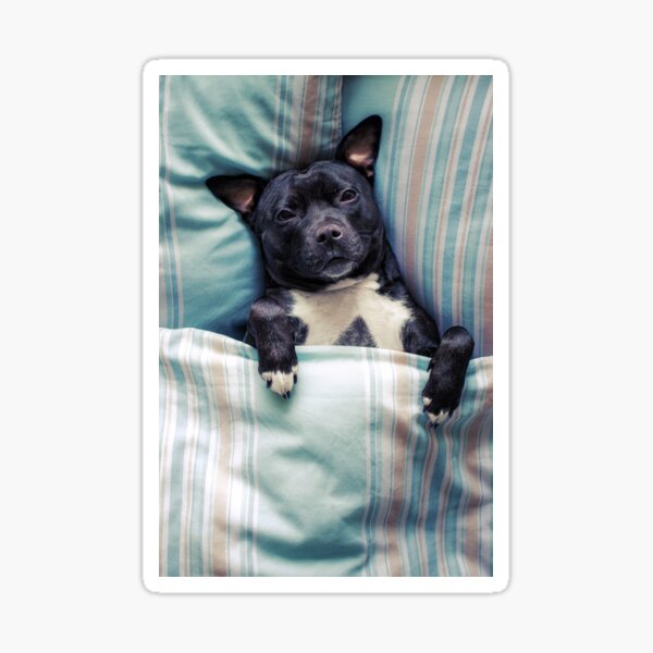 Let sleeping dogs lie Sticker