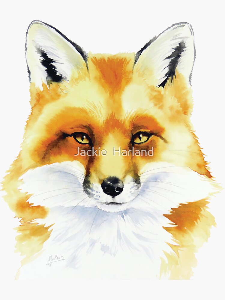 Red Fox by Meadowpipit