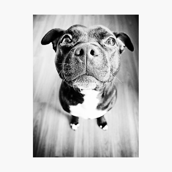 Item preview, Staffy! designed and sold by Michelle McMahon.