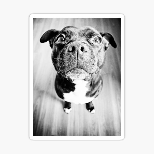 Item preview, Staffy! designed and sold by Michelle McMahon.