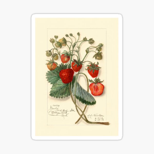 Item preview, Botanical illustration, strawberry, designed and sold by Blaubeerspinne.
