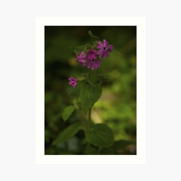 Pink Campion in Prehen Woods, Derry Art Print
