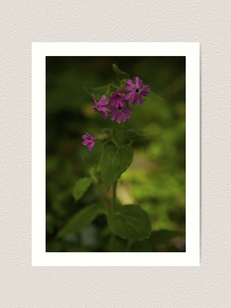 Alternate view of Pink Campion in Prehen Woods, Derry Art Print