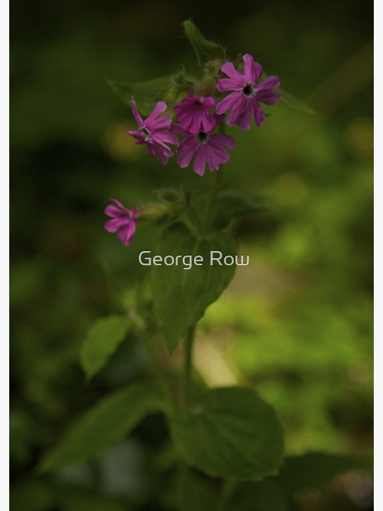 Pink Campion in Prehen Woods, Derry by VeryIreland