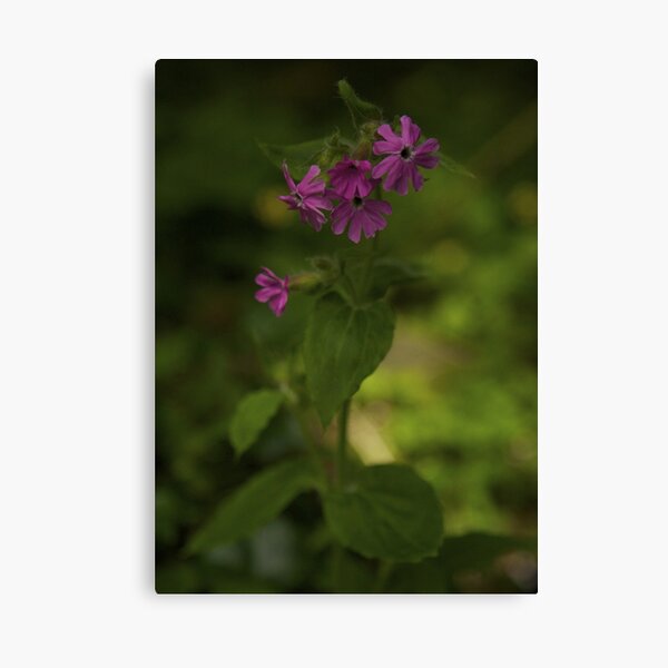 Pink Campion in Prehen Woods, Derry Canvas Print