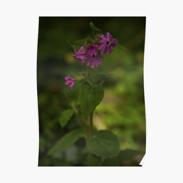 Pink Campion in Prehen Woods, Derry Poster