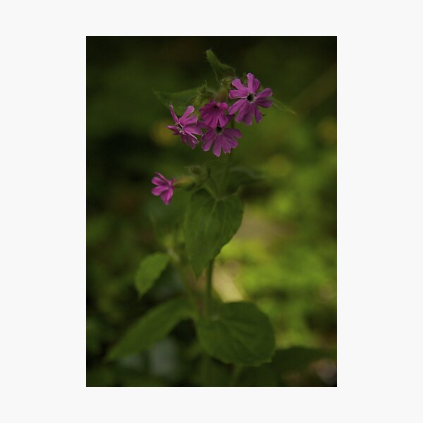 Pink Campion in Prehen Woods, Derry Photographic Print