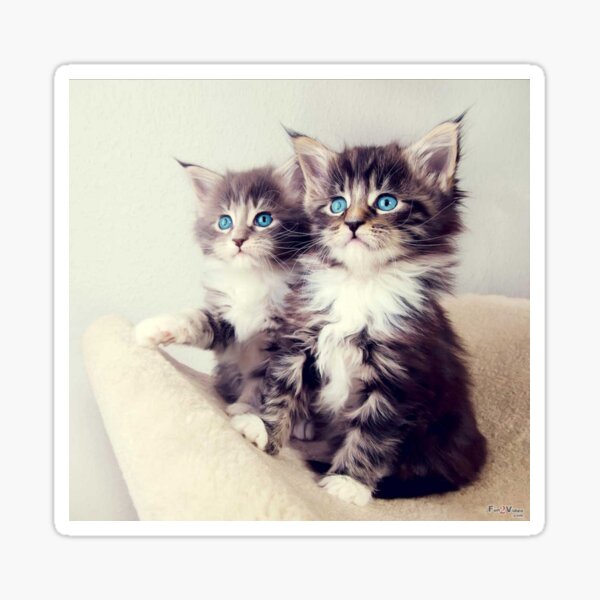 Chat Mignon Stickers Redbubble