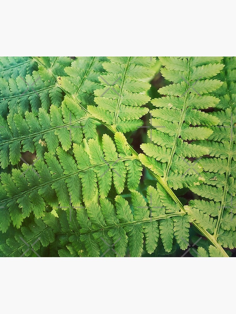 Fernly - Plant Lover Gift by OneDayArt