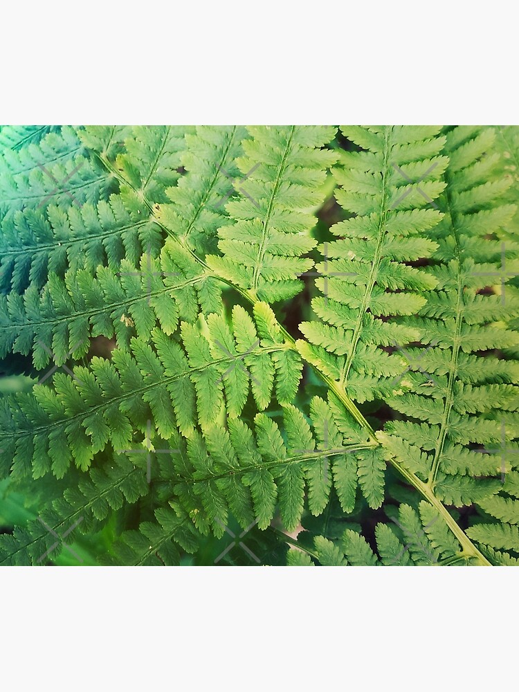 Fernly - Plant Lover Gift by OneDayArt
