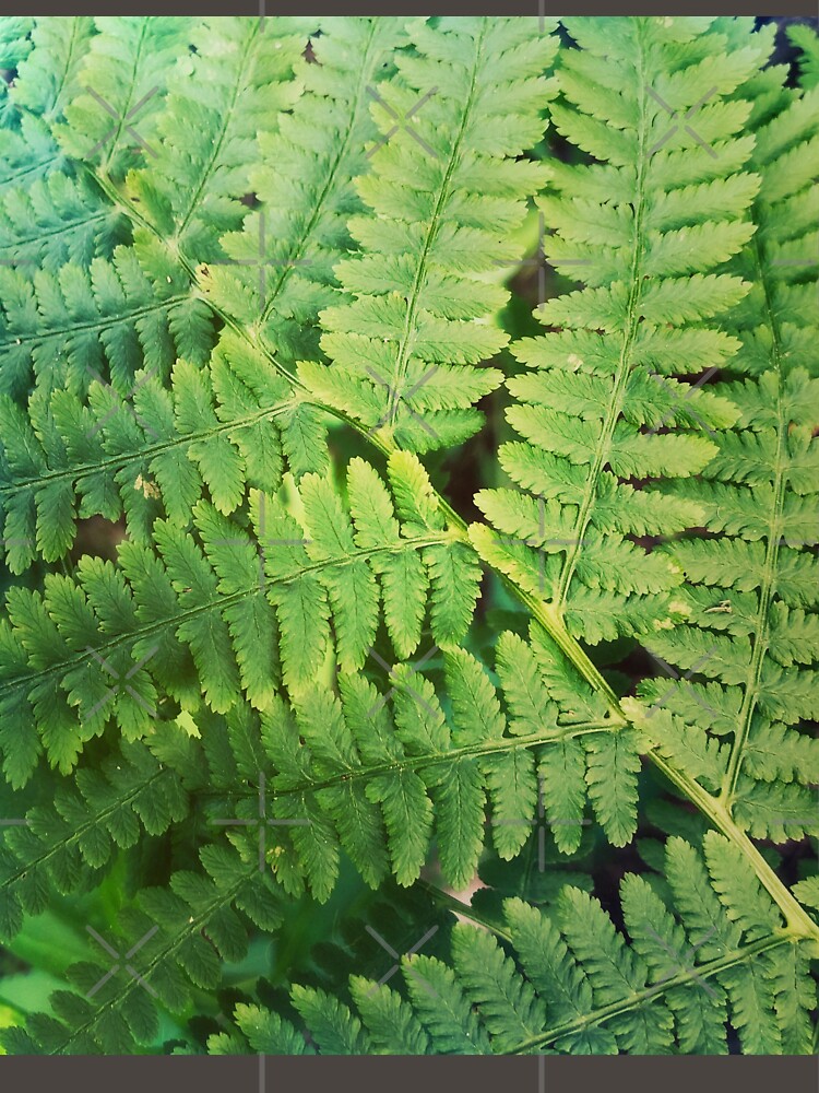Thumbnail 7 of 7, Classic T-Shirt, Fernly - Plant Lover Gift designed and sold by OneDayArt.