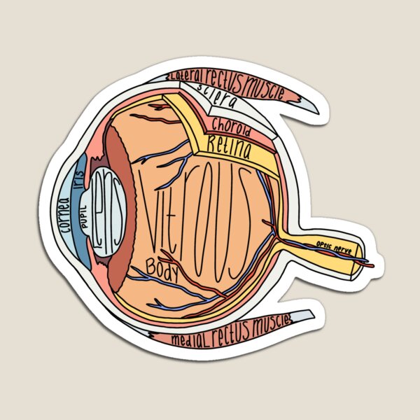 Item preview, Labeled Eye Anatomy designed and sold by Katherine Winner.
