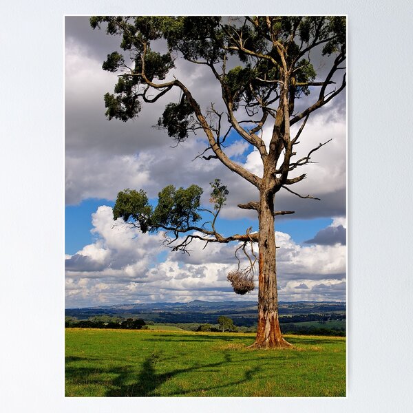 Item preview, Gippsland giant, Eucalyptus,  Drouin, Victoria. designed and sold by johnrf.