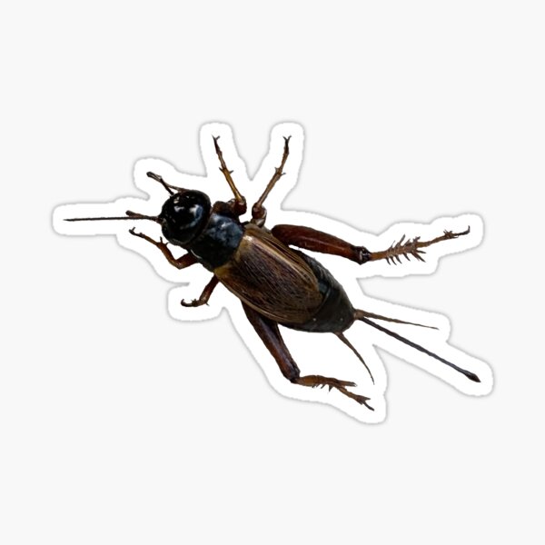 Item preview, Cricket designed and sold by derbyisdead.