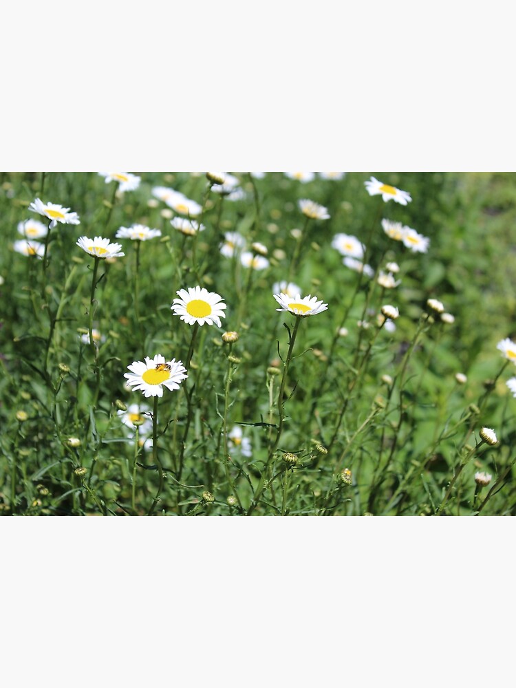 "daisies" Poster For Sale By ELMbytheriver | Redbubble