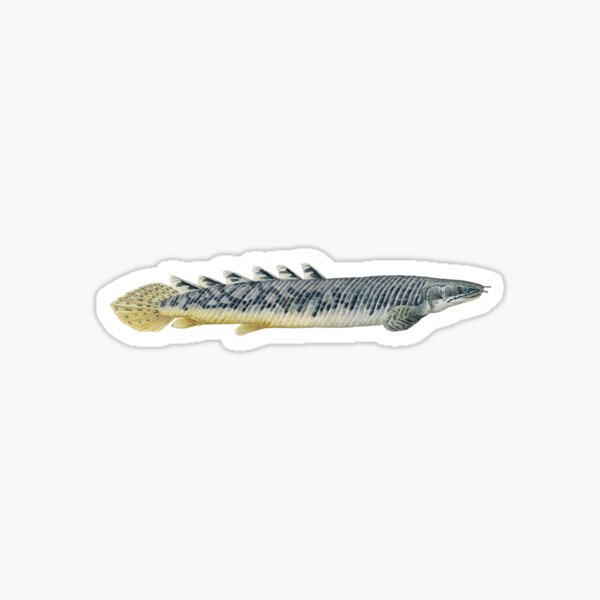 Item preview, Marbled Bichir (Polypterus polli) designed and sold by Dorian NOEL.