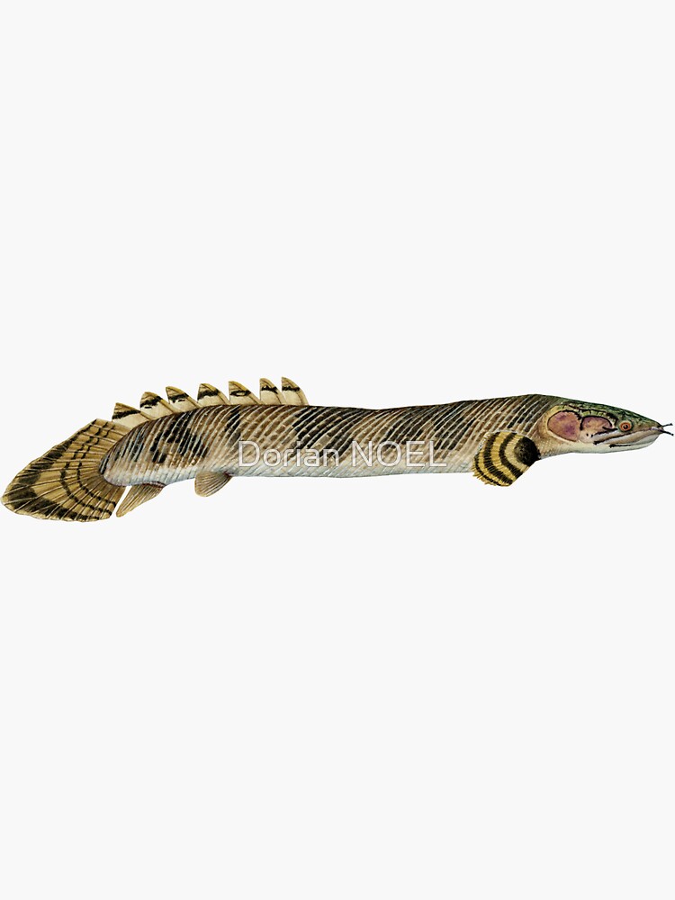 Mokele-Mbembe Bichir (Polypterus mokolembembe) - Aqua Imports