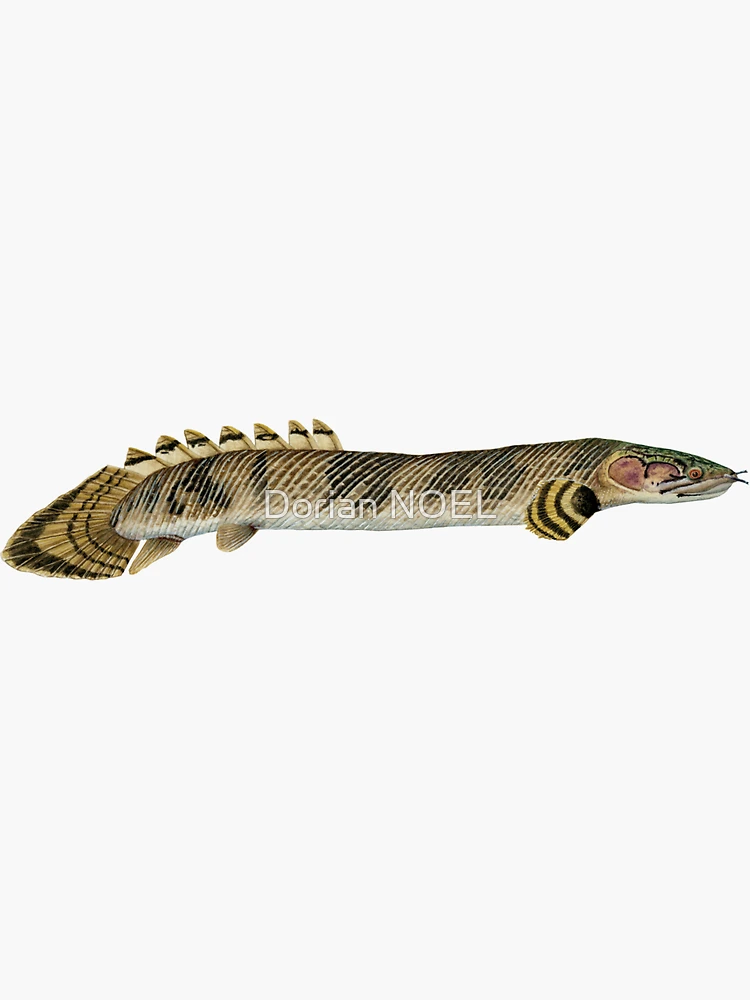 Mokele-mbembe Bichir / Polypterus Mokolembembe