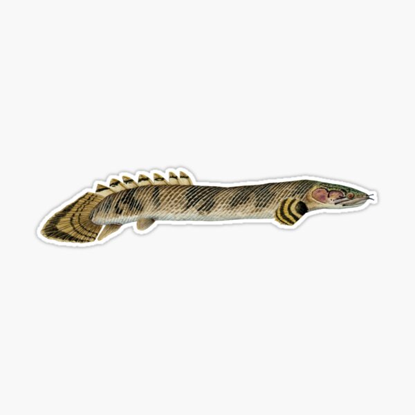 Polypterus mokelembembe – Tag my Fish