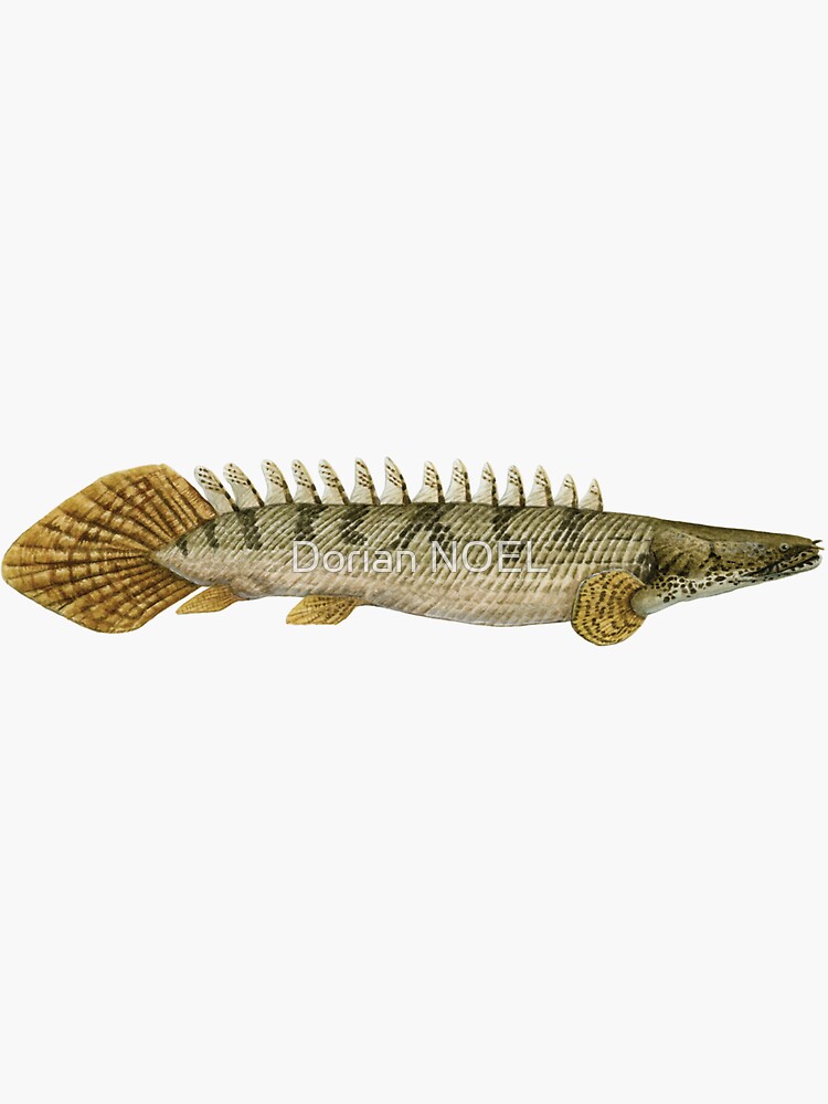 Polypterus mokelembembe – Tag my Fish