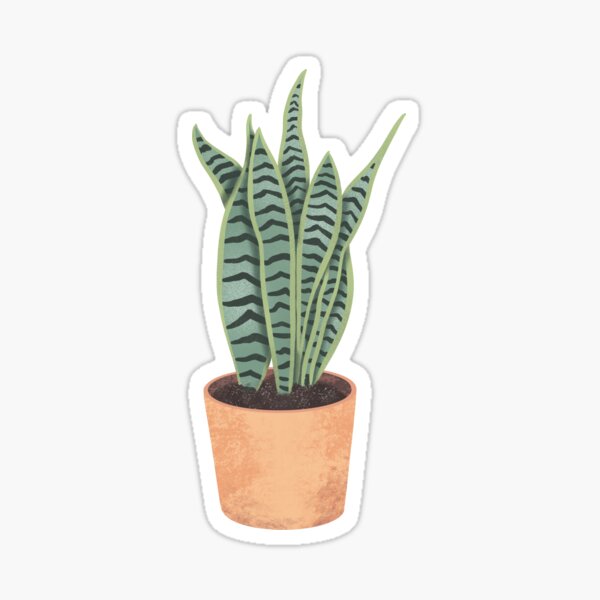 Snake Plant in White Sticker for Sale by karenedralin