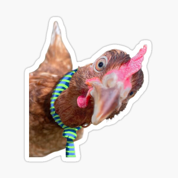 Playing Chicken Sticker