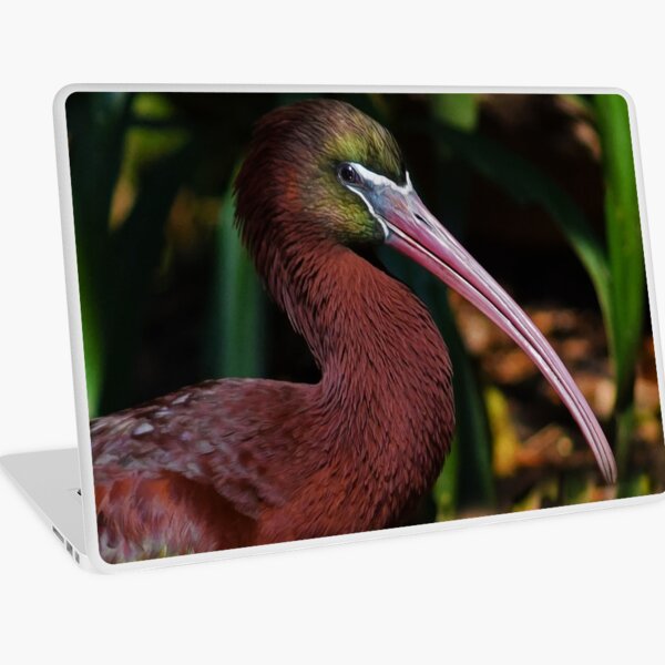 Glossy Ibis Portrait Laptop Skin