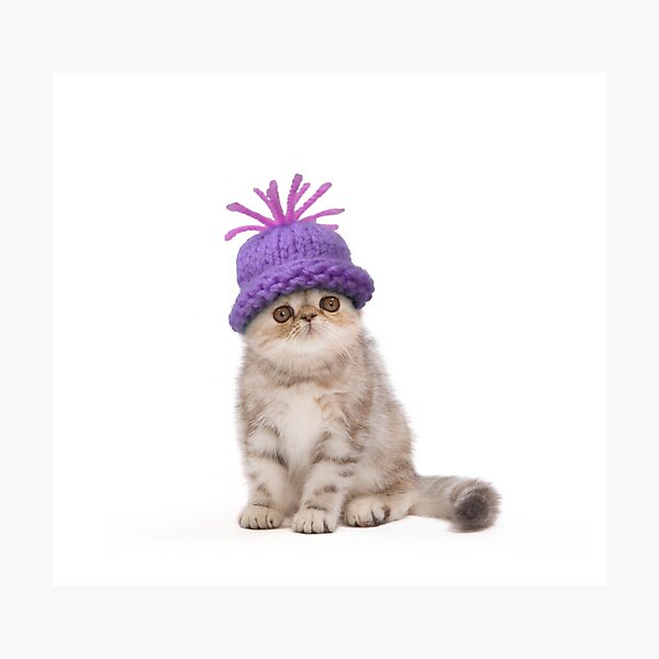 Animals Wearing Hats Photographic Prints Redbubble - a cute cat is wearing a duck hat roblox