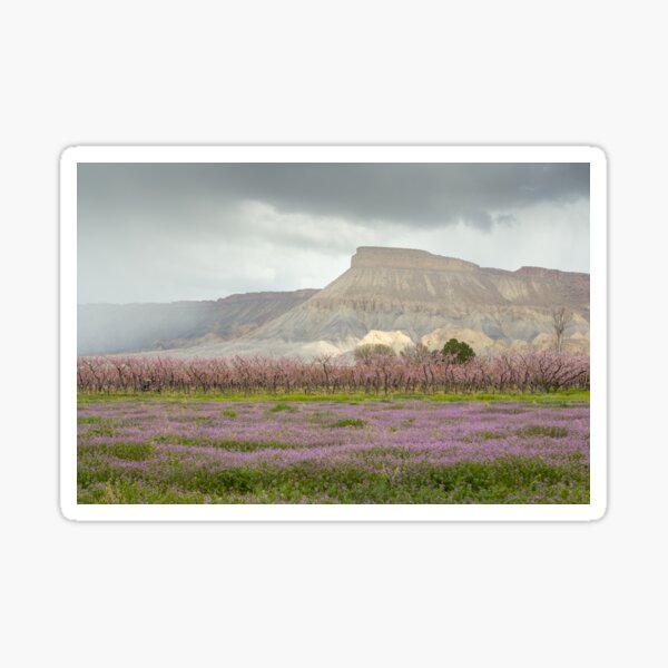 Mt. Garfield in Bloom Sticker