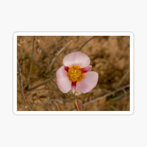 Pink Sego Lily Sticker