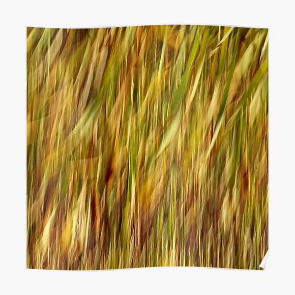 Wind in the Reeds Poster