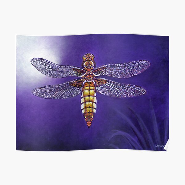 dragonfly broad bodied chaser painting Poster